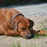 Up'n Doerp * Plattenburg